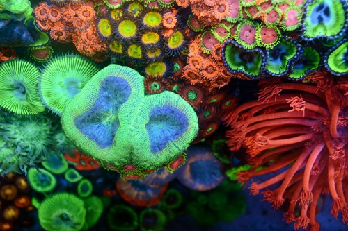 coral picture