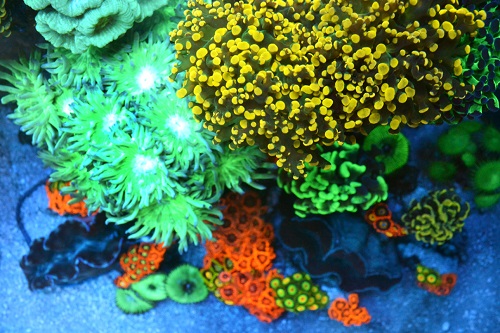coral picture