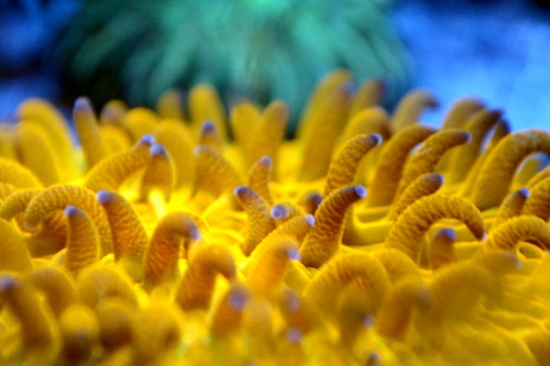coral picture